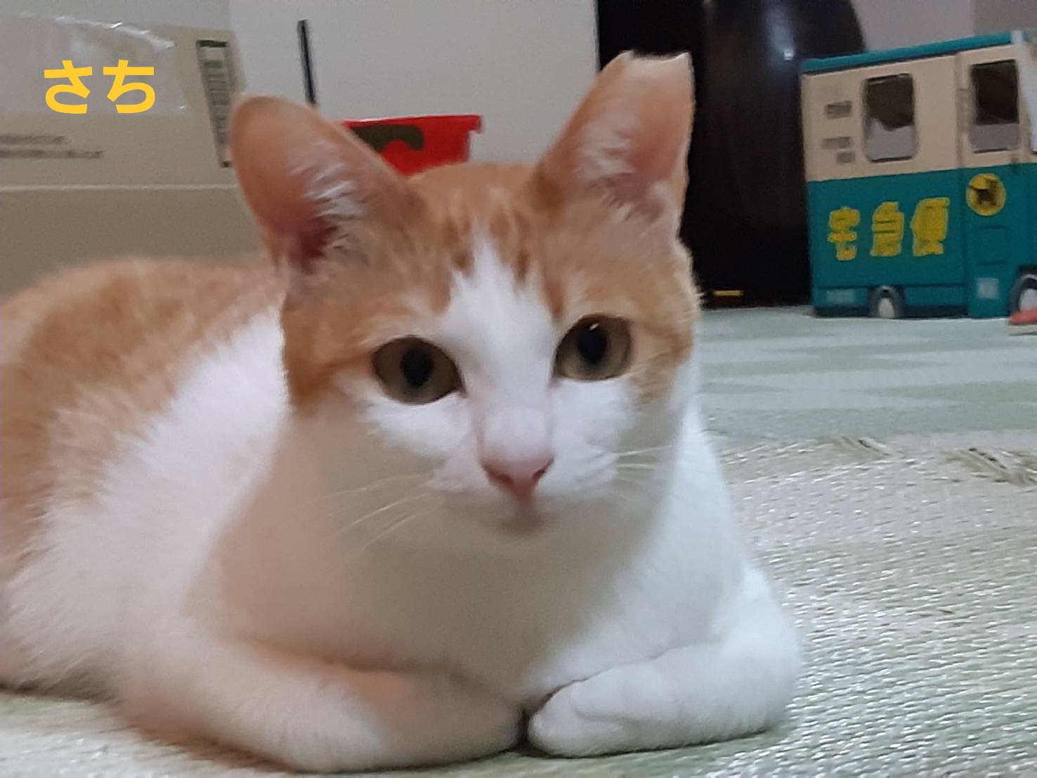 喉頭良性腫瘍の治療