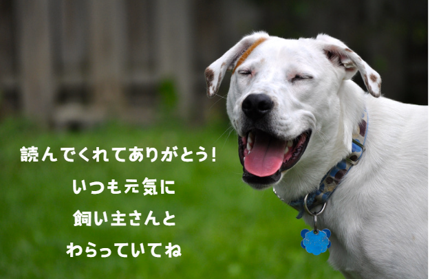 犬の僧帽弁閉鎖不全症とは?症状から治療、飼い主ができることまで 獣医師監修8