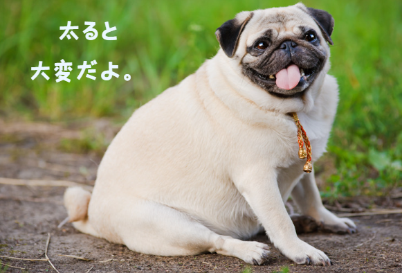 犬の僧帽弁閉鎖不全症とは?症状から治療、飼い主ができることまで 獣医師監修4