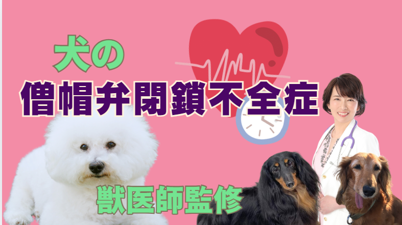 犬の僧帽弁閉鎖不全症とは？症状から治療、飼い主ができることまで　獣医師監修1