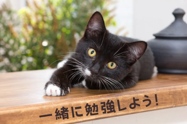 もし愛猫が猫伝染性腹膜炎になったら?原因・症状・飼い主さんができること【獣医師監修】2