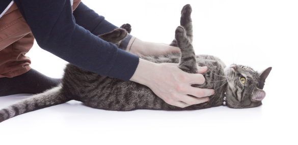 もし愛猫が猫伝染性腹膜炎になったら?原因・症状・飼い主さんができること【獣医師監修】9