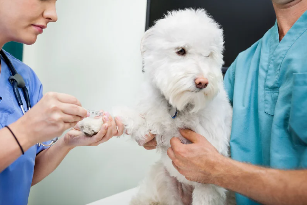 犬の命を守る！フィラリア症の予防と対策ガイド　獣医師監修５