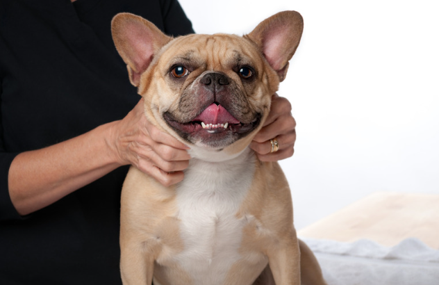 犬の命を守る！フィラリア症の予防と対策ガイド　獣医師監修７