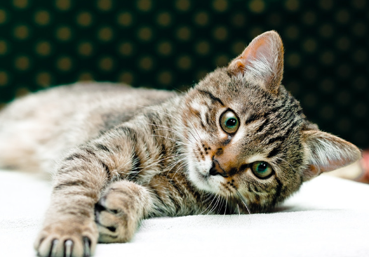 もし愛猫が猫伝染性腹膜炎になったら?原因・症状・飼い主さんができること【獣医師監修】10