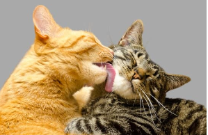 もし愛猫が猫伝染性腹膜炎になったら?原因・症状・飼い主さんができること【獣医師監修】6