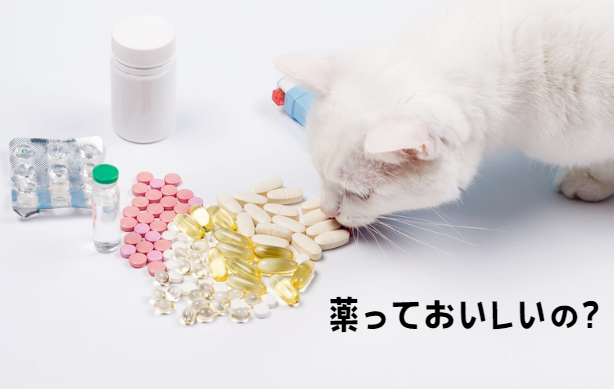 もし愛猫が猫伝染性腹膜炎になったら?原因・症状・飼い主さんができること【獣医師監修】8