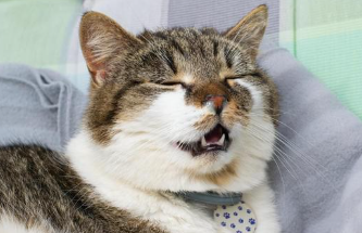 もし愛猫が猫伝染性腹膜炎になったら?原因・症状・飼い主さんができること【獣医師監修】4