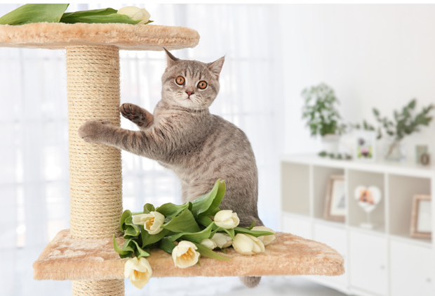 もし愛猫が猫伝染性腹膜炎になったら?原因・症状・飼い主さんができること【獣医師監修】11
