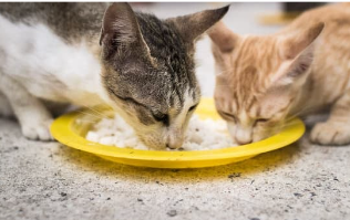 もし愛猫が猫伝染性腹膜炎になったら?原因・症状・飼い主さんができること【獣医師監修】5